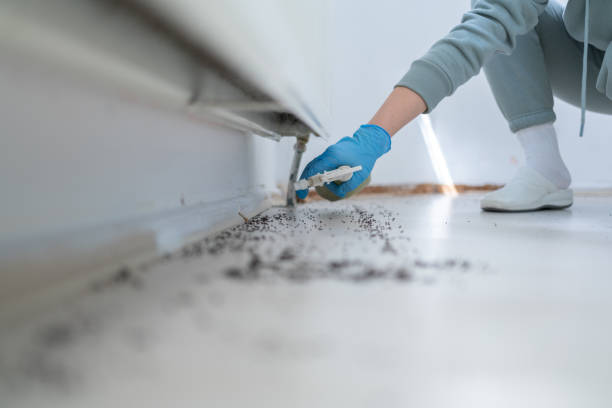 Flea Control Services in Shepherdsville, KY